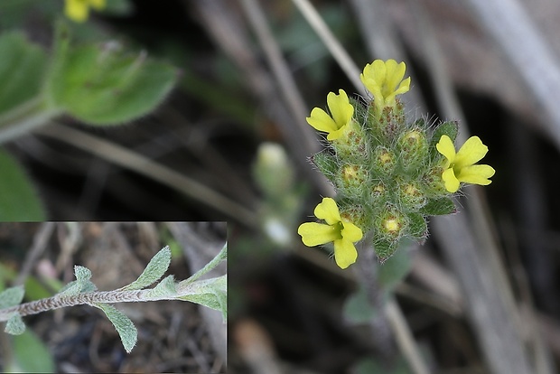 tarica stepná Alyssum desertorum Stapf