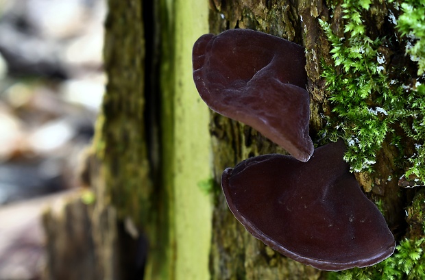 uchovec bazový Auricularia auricula-judae (Bull.) Quél.