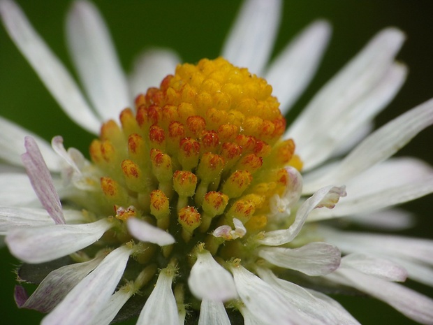 sedmokráska obyčajná Bellis perennis L.