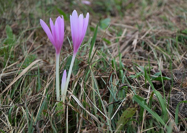 jesienka obyčajná Colchicum autumnale