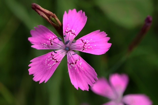 klinček slzičkový Dianthus deltoides L.