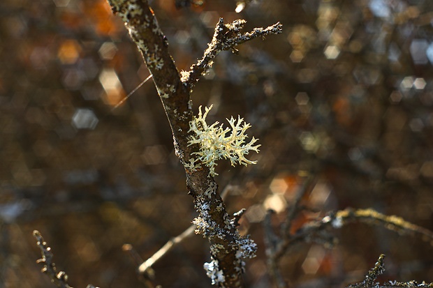 konárnik slivkový Evernia prunastri (L.) Ach.