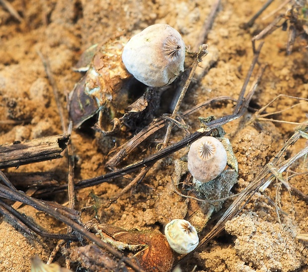 hviezdovka drsná Geastrum campestre Morgan