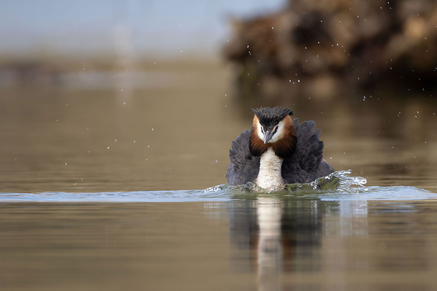 potápka chochlatá Podiceps cristatus