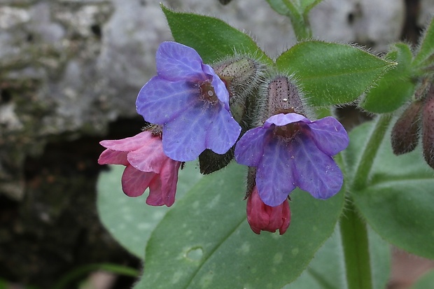 pľúcnik lekársky Pulmonaria officinalis L.