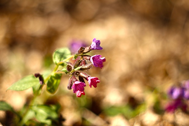 pľúcnik lekársky Pulmonaria officinalis L.