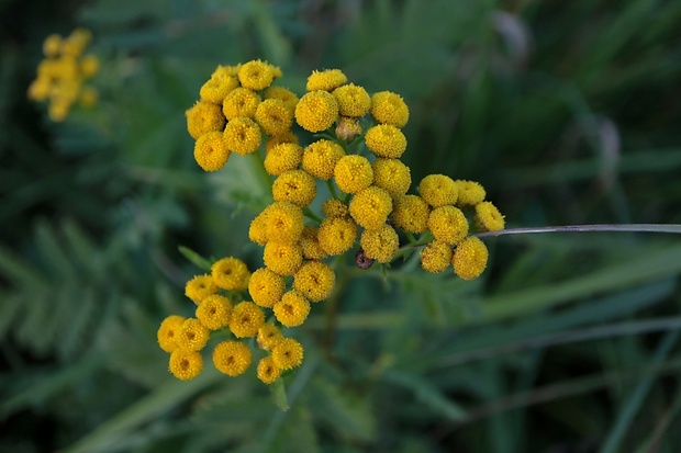 vratič obyčajný Tanacetum vulgare L.