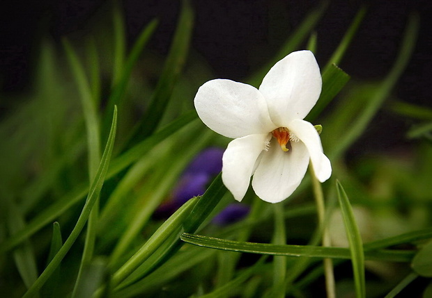 fialka biela Viola alba Besser