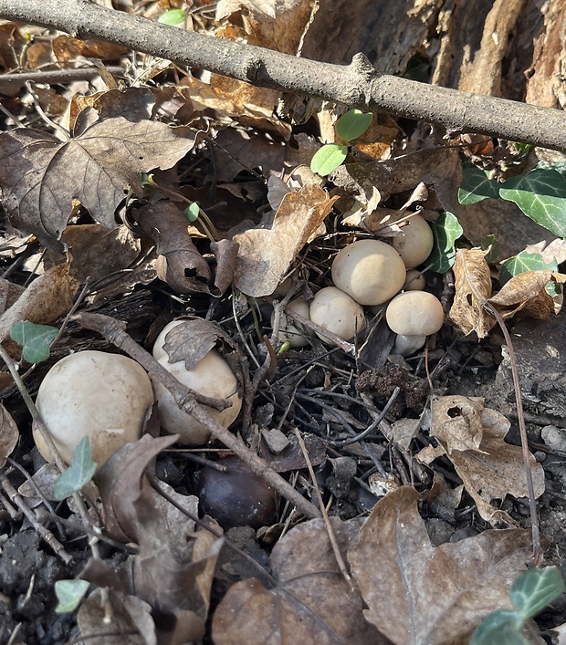 čírovnica májová Calocybe gambosa (Fr.) Donk