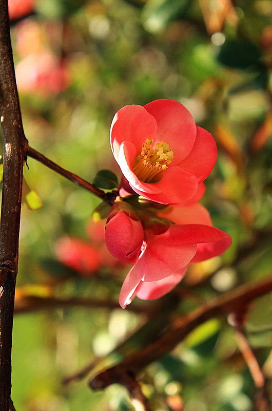 dulovec japonský Chaenomeles japonica (Thunb.) Lindl.