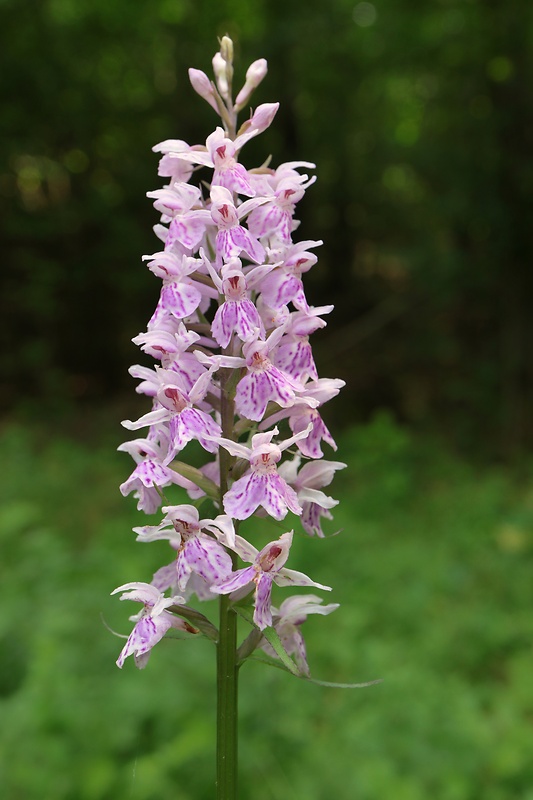 vstavačovec fuchsov pravý Dactylorhiza fuchsii subsp. fuchsii (Druce) Soó