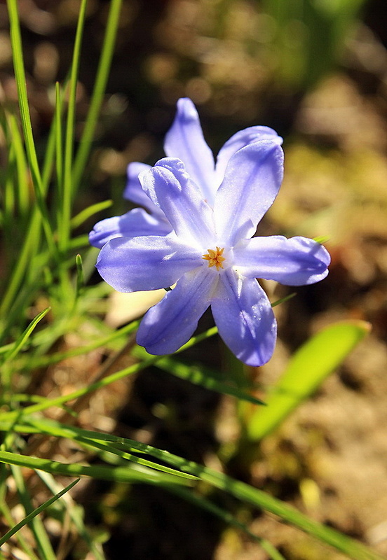 modravka žiarivá Scilla luciliae (Boiss.) Speta