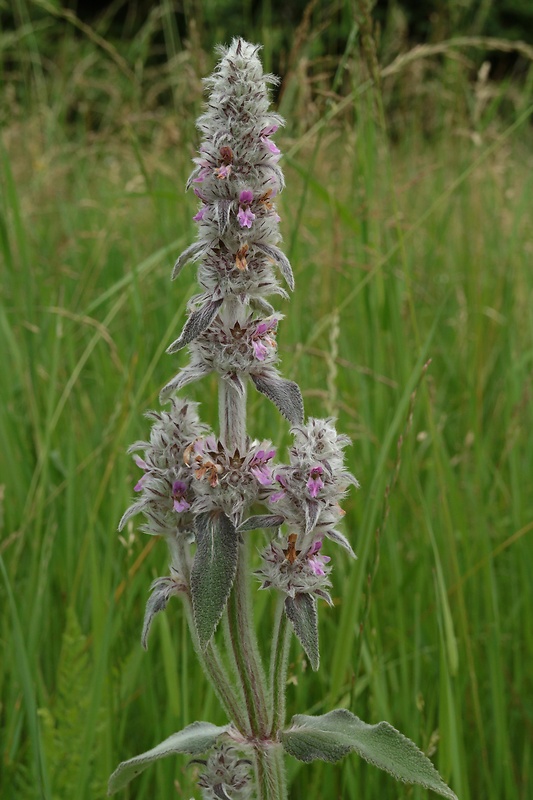 čistec nemecký Stachys germanica L.