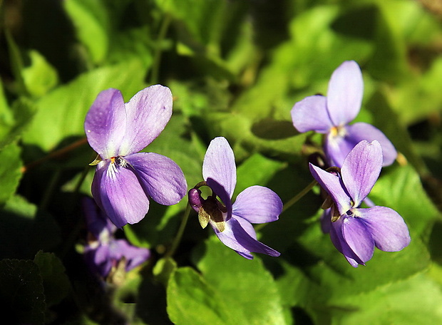 fialka voňavá Viola odorata L.