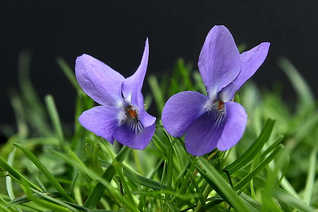 fialka voňavá Viola odorata L.