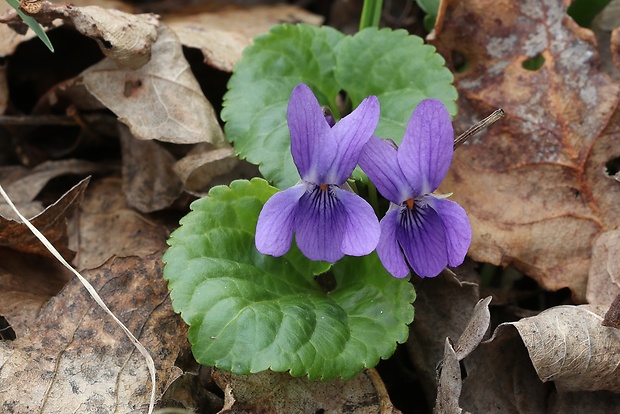 fialka lesná Viola reichenbachiana Jord. ex Boreau