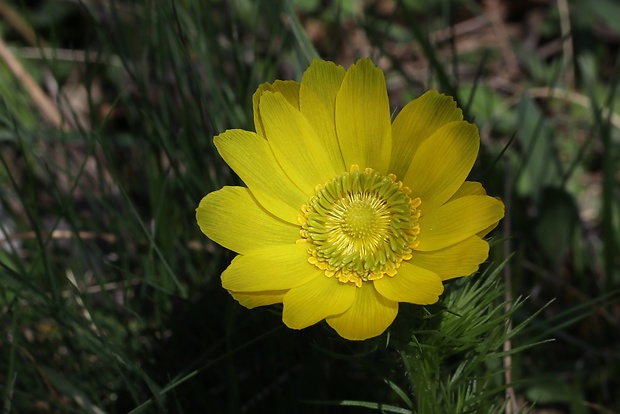 hlaváčik jarný Adonis vernalis L.