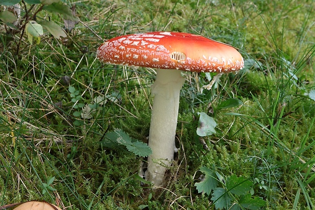 muchotrávka červená Amanita muscaria (L.) Lam.