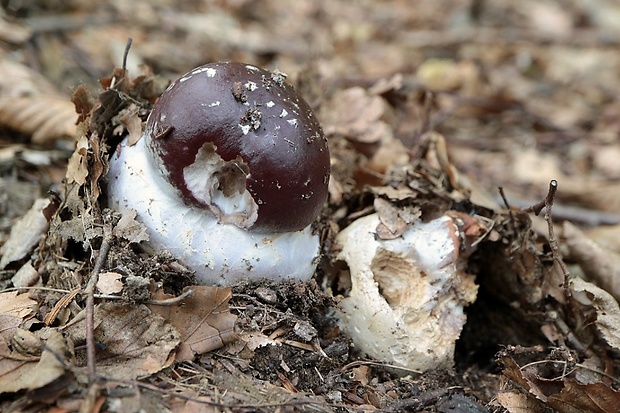 pavučinovec mohutný Cortinarius praestans (Cordier) Gillet