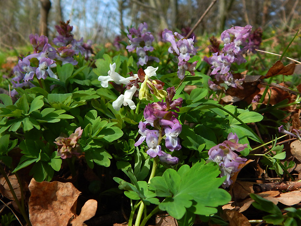 chochlačka dutá Corydalis cava (L.) Schweigg. et Körte