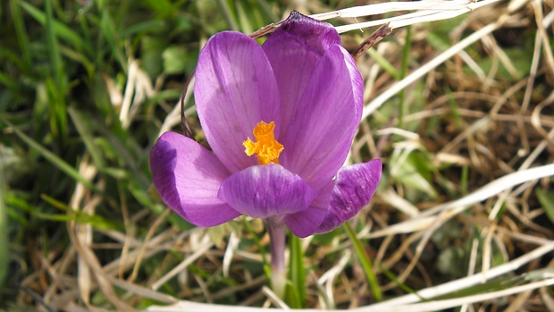 šafran spišský Crocus discolor G. Reuss