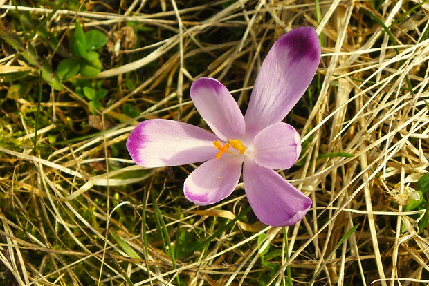 šafran spišský Crocus discolor G. Reuss