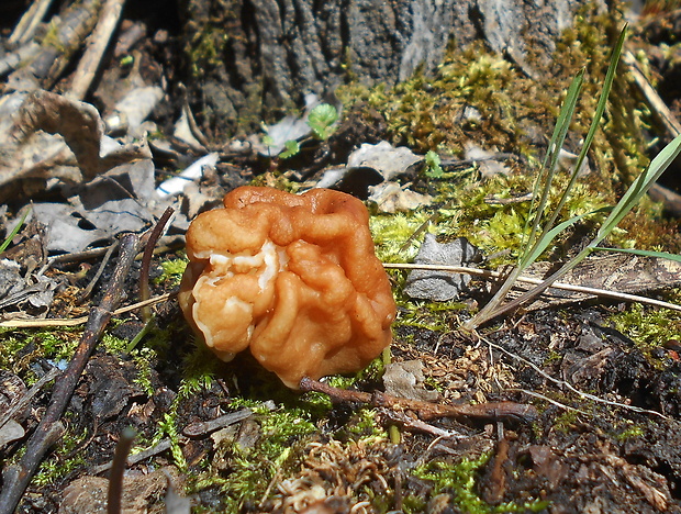 ušiak obrovský Gyromitra gigas (Krombh.) Cooke