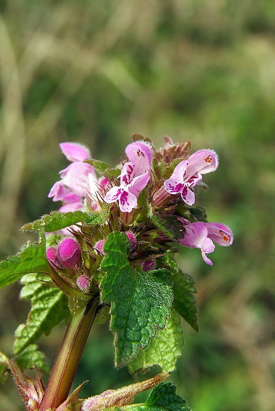 hluchavka purpurová Lamium purpureum L.