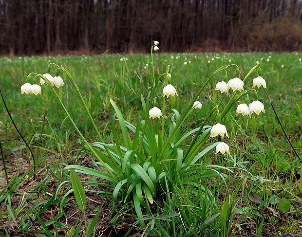 bleduľa jarná karpatská Leucojum vernum subsp. carpaticum (Spring) O. Schwarz