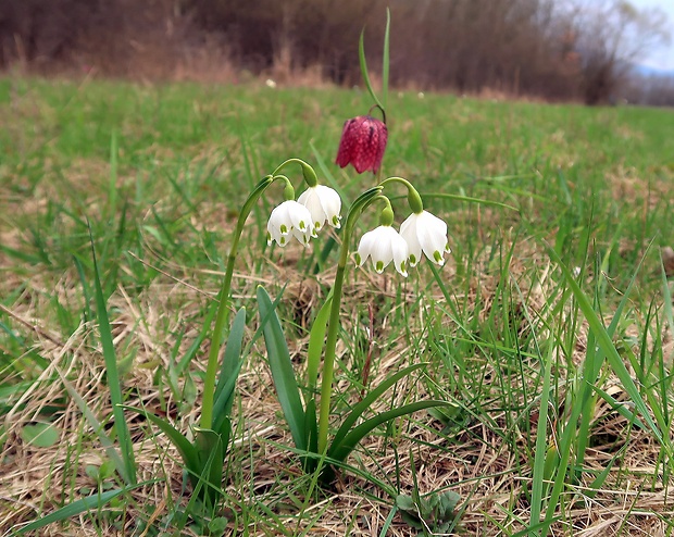 bleduľa jarná karpatská Leucojum vernum subsp. carpaticum (Spring) O. Schwarz