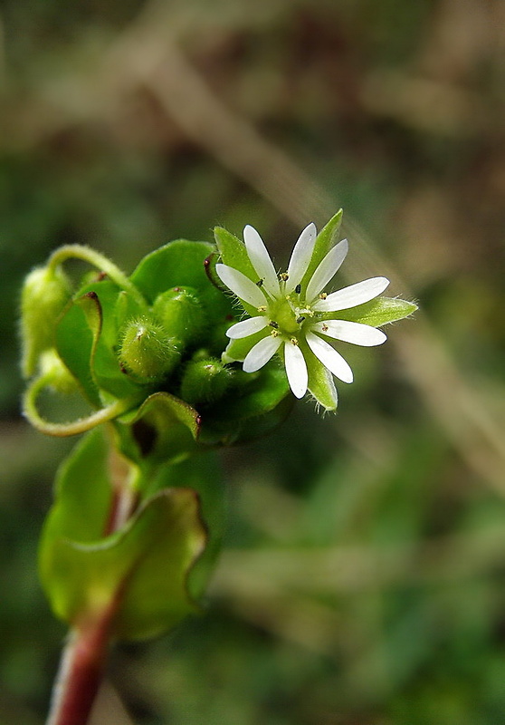 mäkkuľa vodná Myosoton aquaticum (L.) Moench