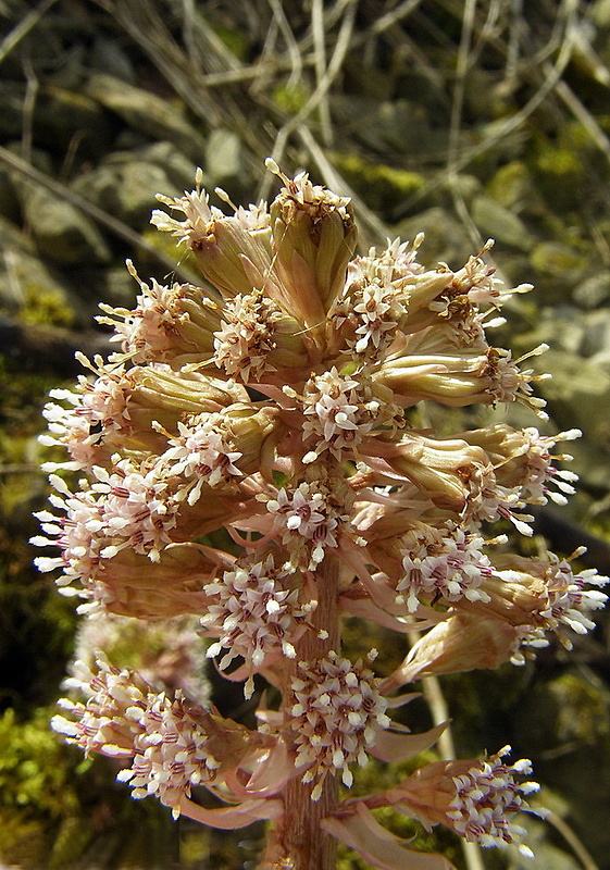 deväťsil lekársky Petasites hybridus (L.) P. Gaertn., B. Mey. et Scherb.