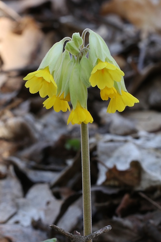 prvosienka jarná Primula veris L.