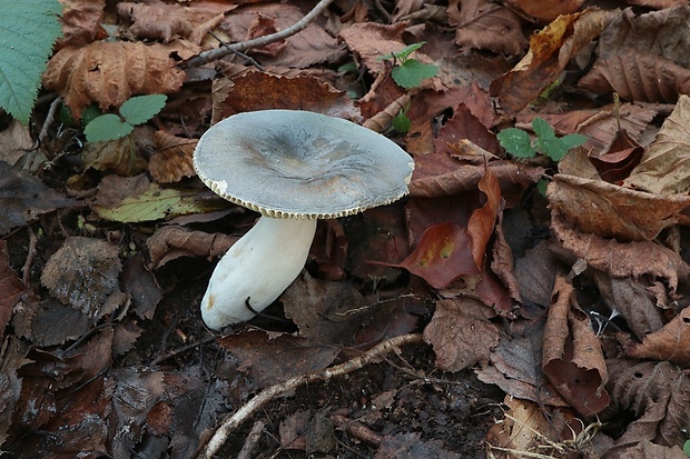 plávka Russula sp.