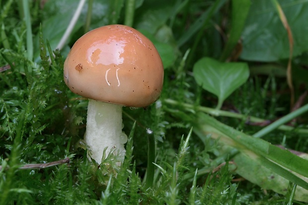 masliak zrnitý Suillus granulatus (L.) Roussel