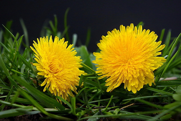 púpava lekárska Taraxacum officinale (L.) Weber ex F.H.Wigg