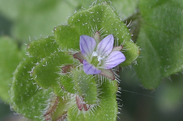 veronika laločnatá Veronica sublobata M. A. Fisch.