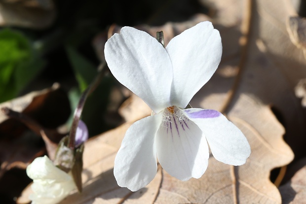 fialka lesná Viola reichenbachiana Jord. ex Boreau