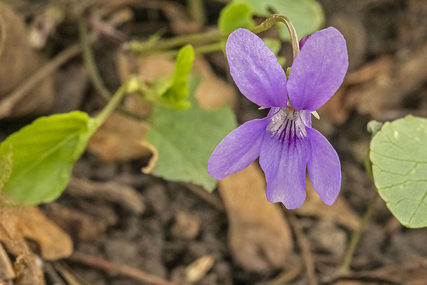 fialka lesná Viola reichenbachiana Jord. ex Boreau