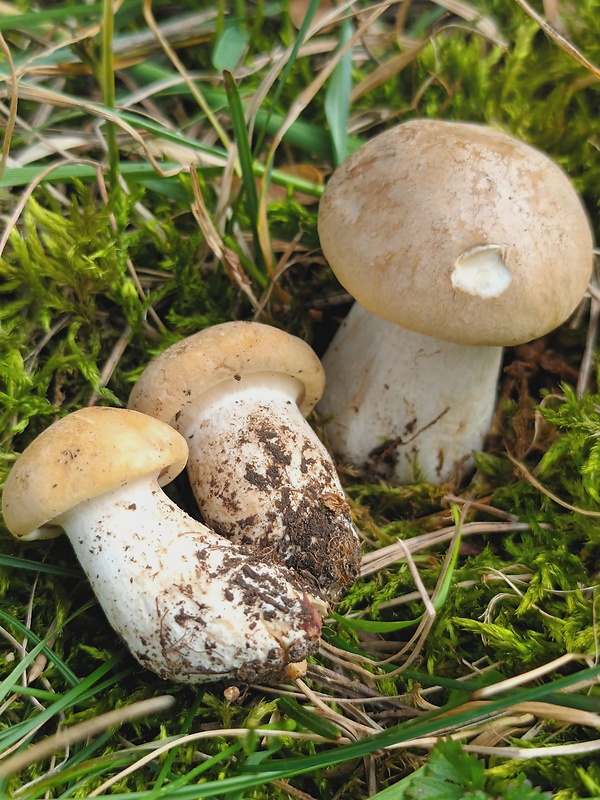 čírovnica májová Calocybe gambosa (Fr.) Donk