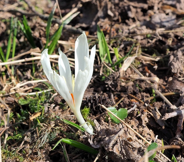 šafran karpatský Crocus heuffelianus Herb.