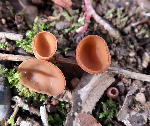 hľuznatka veternicová Dumontinia tuberosa (Bull.) L.M. Kohn