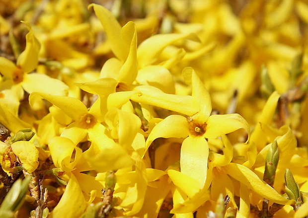 zlatovka previsnutá Forsythia suspensa Vahl