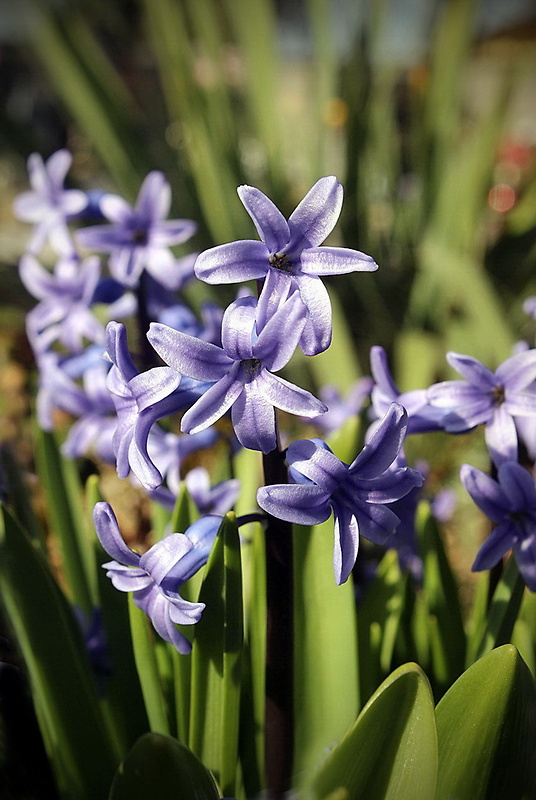 hyacint východný  Hyacinthus orientalis