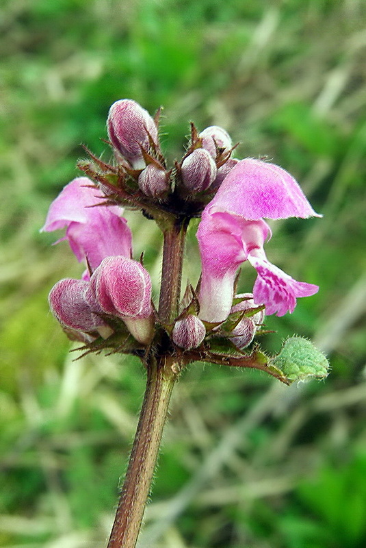 hluchavka škvrnitá Lamium maculatum L.