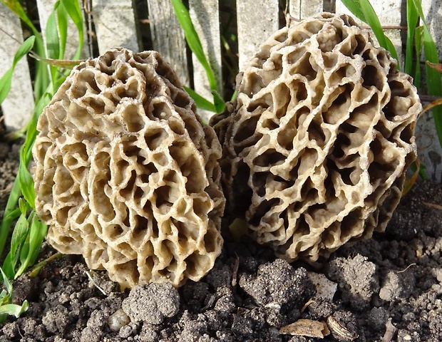 smrčok jedlý Morchella esculenta (L.) Pers.