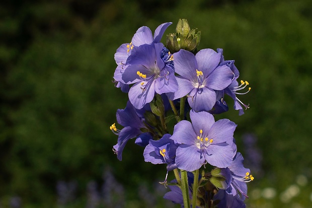 vojnovka belasá Polemonium caeruleum L.