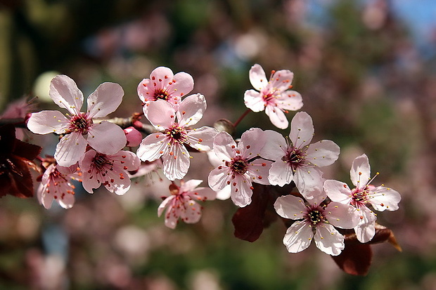 slivka čerešňoplodá  Prunus cerasifera subsp. myrobalana (L.) C. K. Schneid.