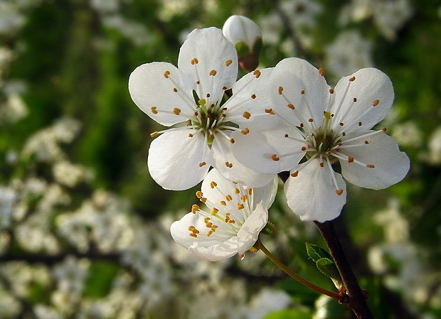 slivka mirabelka Prunus domestica subsp. syriaca