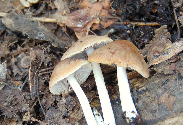 drobuľka Psathyrella sp.